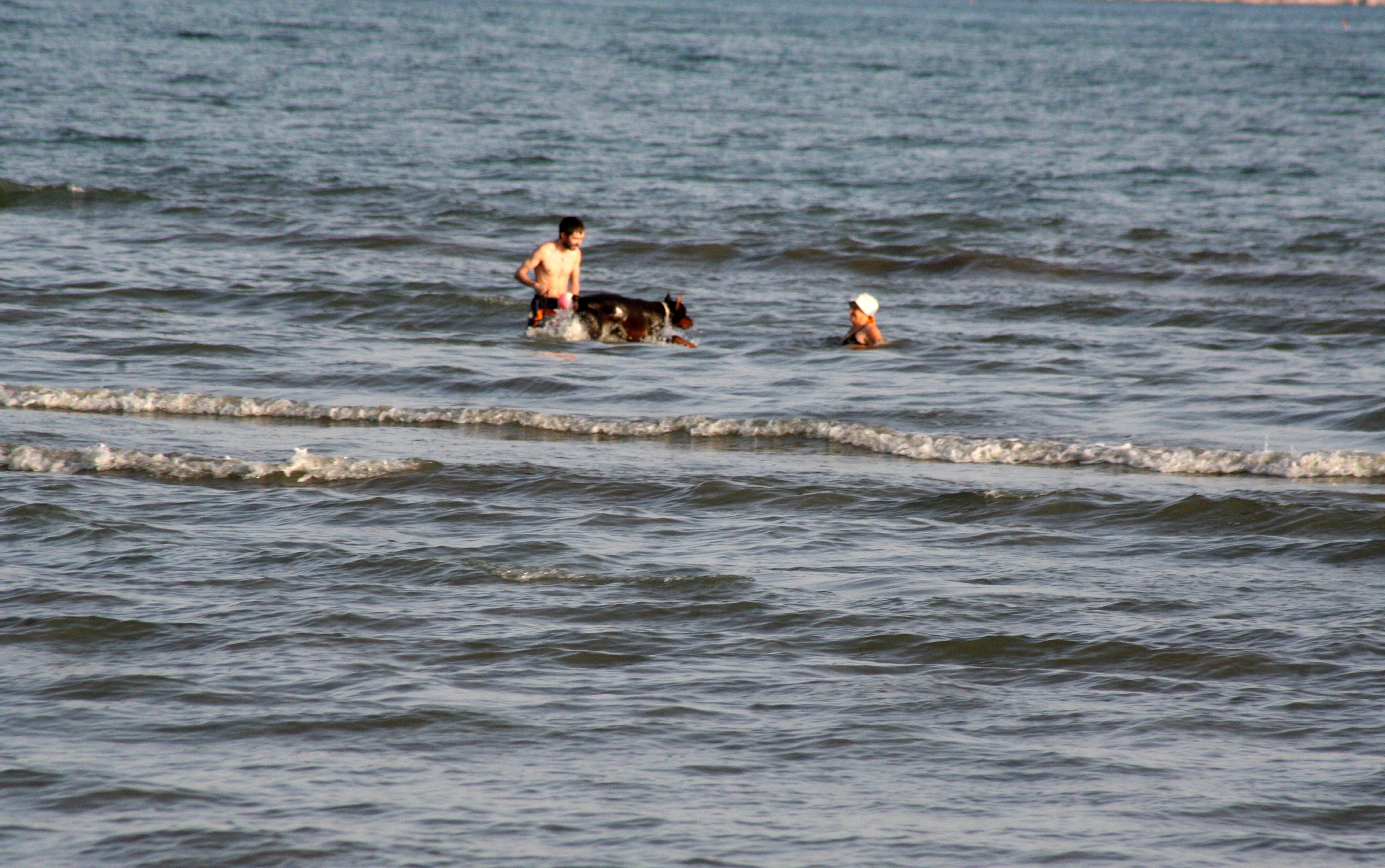 Ετοιμάζουν παραλίες στην Ελλάδα ειδικά για τα ζώα