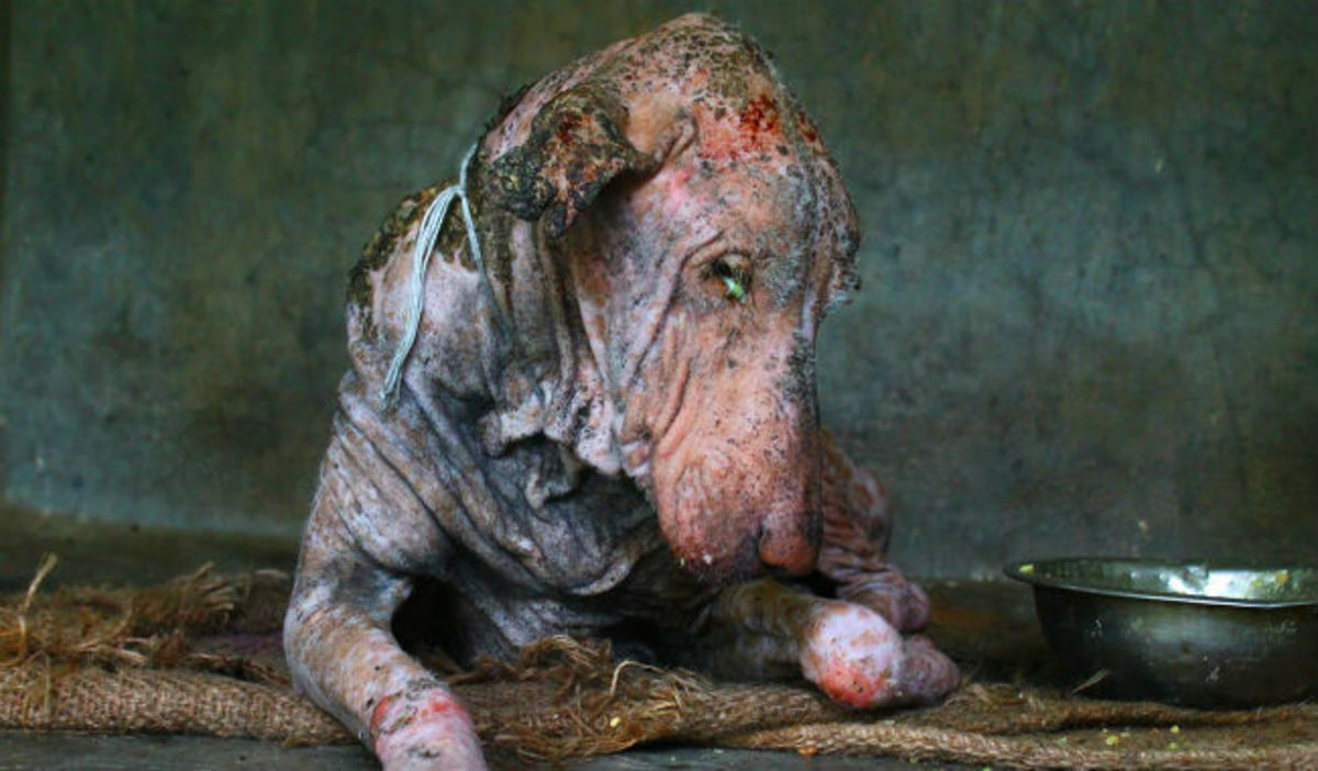 Eκπληκτική μεταμόρφωση ενός άρρωστου σκύλου που είχε εγκαταλείψει κάθε ελπίδα (ΒΙΝΤΕΟ)