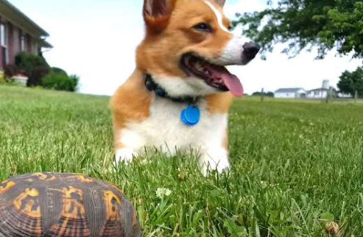 Δείτε την αντίδραση του σκύλου, όταν είδε την «πέτρα» να περπατάει (ΒΙΝΤΕΟ)