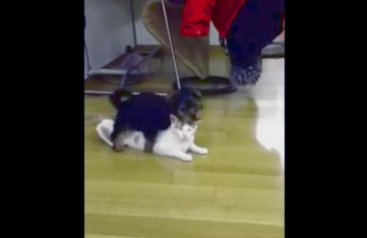 Όταν ένας σκύλος προσπαθεί να κάνει sex με μια γάτα!