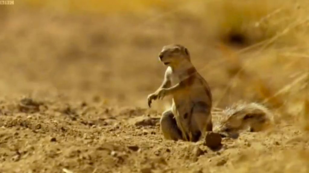 Η ξεκαρδιστική αντίδραση ενός σκίουρου μπροστά στην… λεοπάρδαλη! (VIDEO)