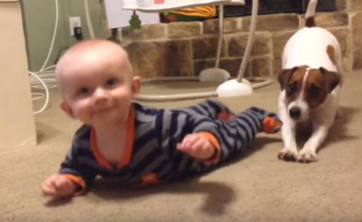 Σκυλάκι δείχνει στο 5 μηνών μωράκι πώς να μπουσουλήσει! [vid]
