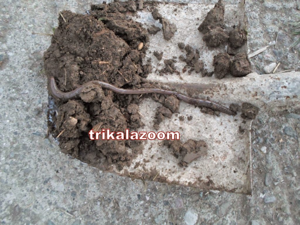 ΦΩΤΟ από trikalazoom