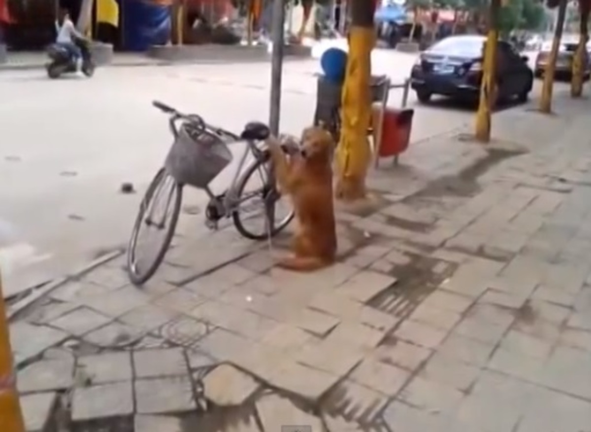 Απίστευτο! Σκύλος φυλάει με απόλυτη προσοχή το ποδήλατο του αφεντικού του!