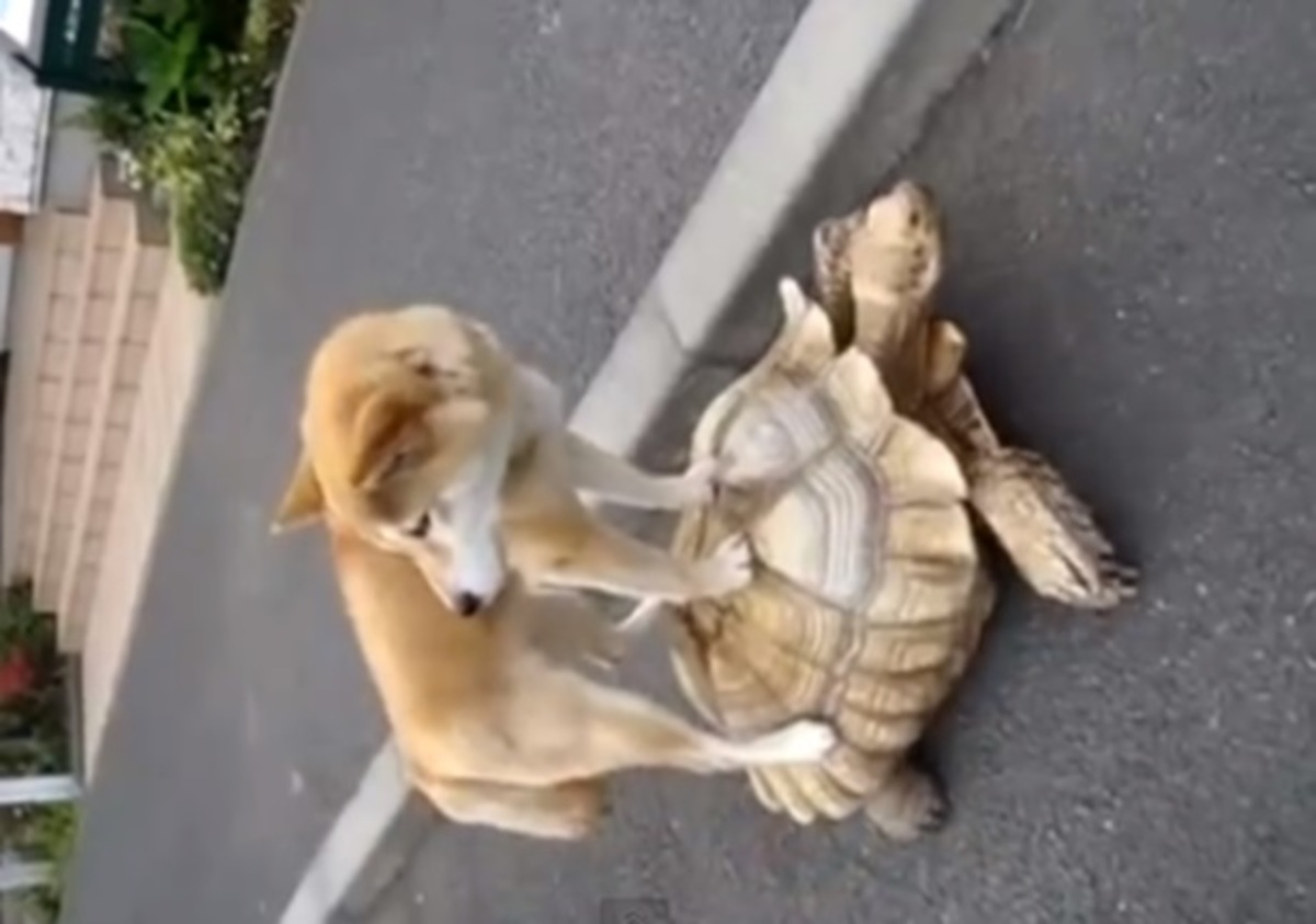 Απίστευτο βίντεο: Ο σκύλος που διάλεξε για μεταφορικό μέσο…μια χελώνα!