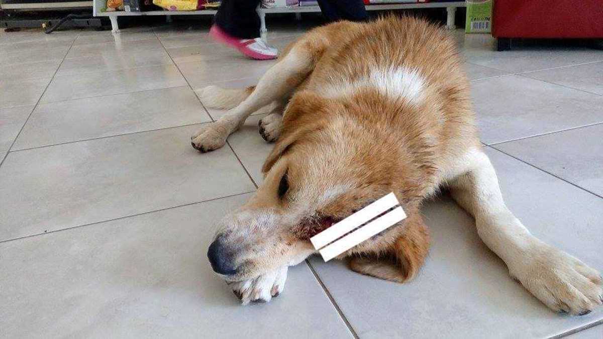 ΦΩΤΟ από thrakitoday.com