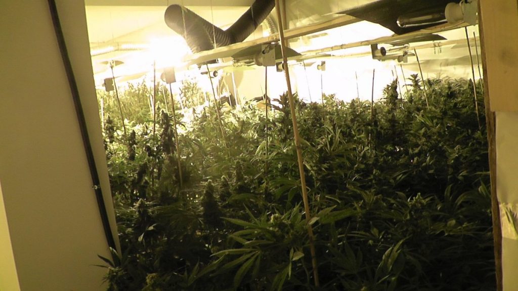 ΒΙΝΤΕΟ: Εξαρθρώθηκε σπείρα που καλλιεργούσε skunk σε μεζονέτες της Αττικής! – Πάνω από 50 εκατ. ευρώ τα κέρδη τους!