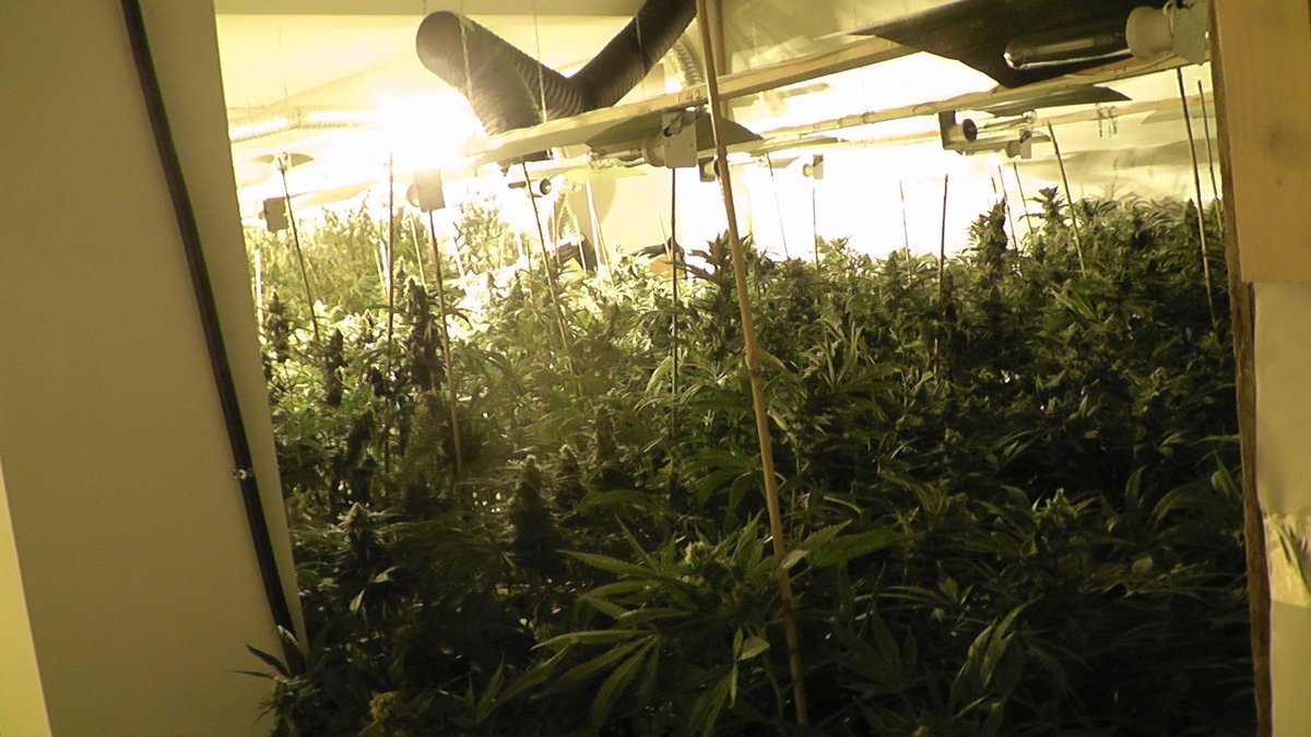 ΒΙΝΤΕΟ: Εξαρθρώθηκε σπείρα που καλλιεργούσε skunk σε μεζονέτες της Αττικής! – Πάνω από 50 εκατ. ευρώ τα κέρδη τους!