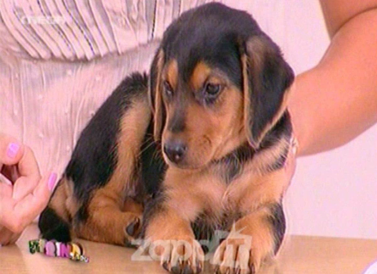 Ανεγκέφαλοι πέταξαν το σκυλάκι στα σκουπίδια! Έξαλλη η Φαίη Σκορδά!