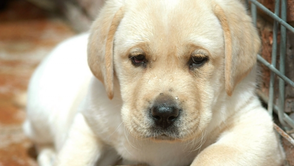 Στην Ελλάδα το πρώτο εμβόλιο για το καλαζάρ