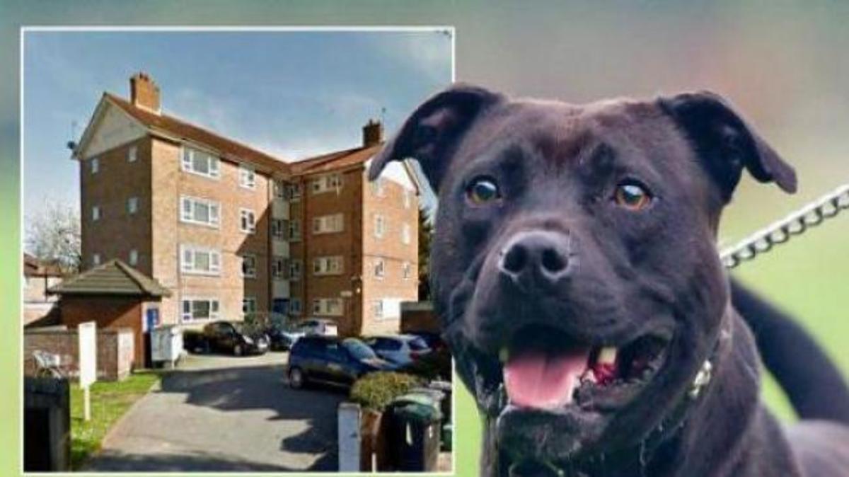 Αυτός είναι ο 40χρονος που τον κατασπάραξε το ίδιο του το σκυλί [pic]