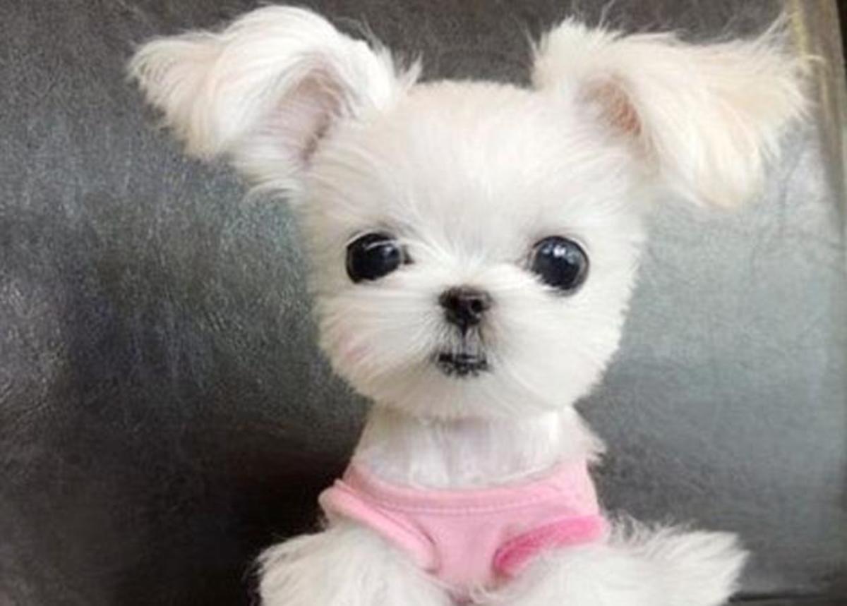 Τρέλανε το internet! Αυτός είναι ο πιο χαριτωμένος σκύλος στον κόσμο!