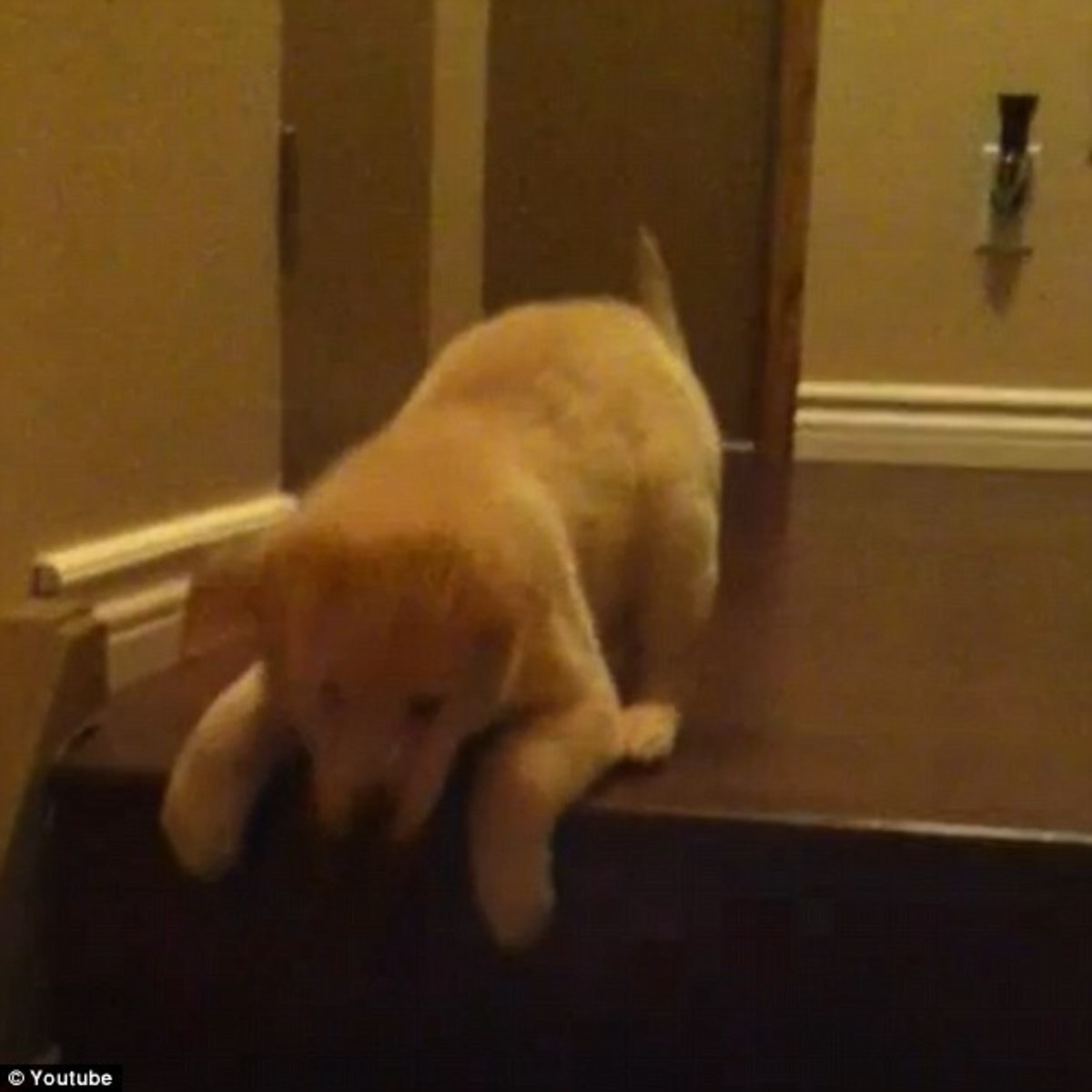 Απίθανη σκυλίτσα προσπαθεί να μάθει να κατεβαίνει σκάλες (VIDEO)