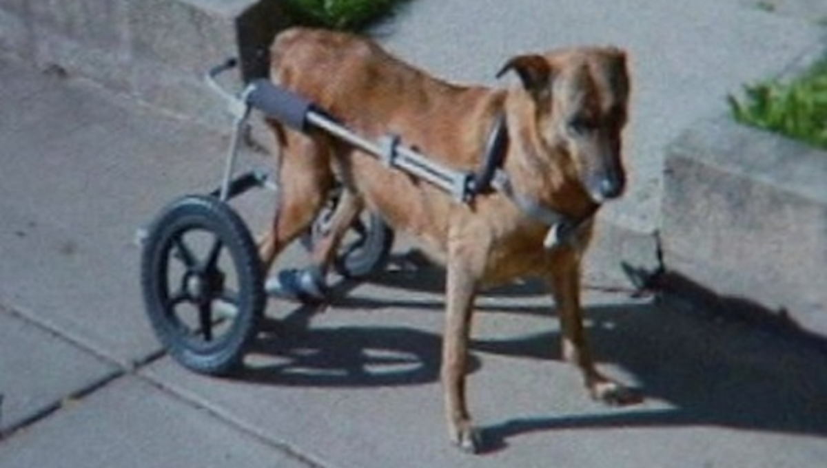 Παραπληγικοί σκύλοι περπάτησαν ξανά, χάρη στη… μύτη τους