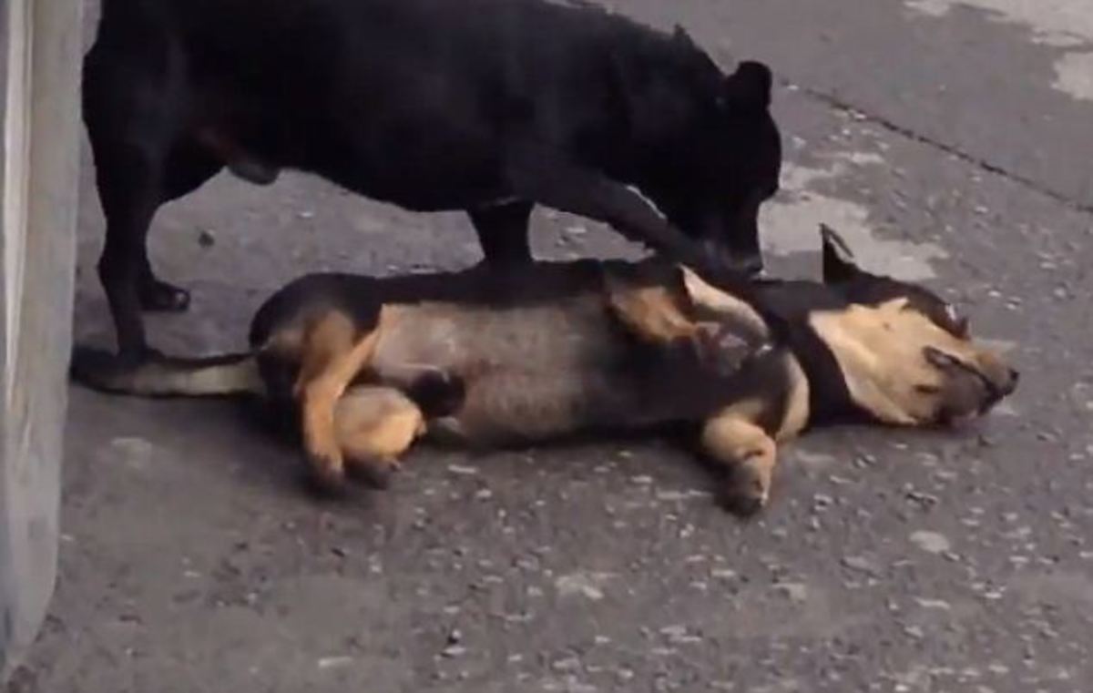 Αυτό θα πει αφοσίωση: Σκυλάκος προσπαθεί να “ξυπνήσει” τον νεκρό φίλο του (VIDEO)
