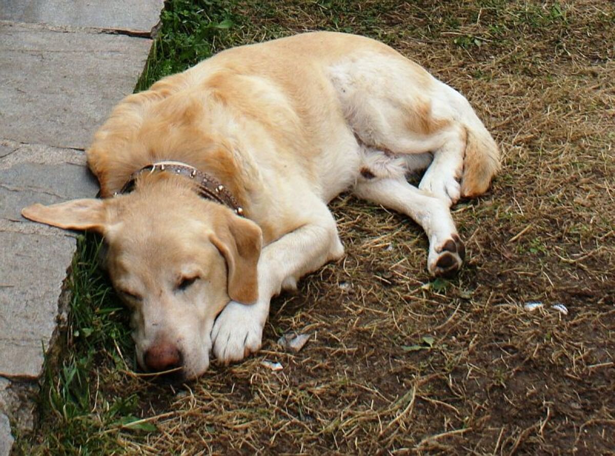 Καβάλα: Βασάνισε σκύλο μέχρι θανάτου