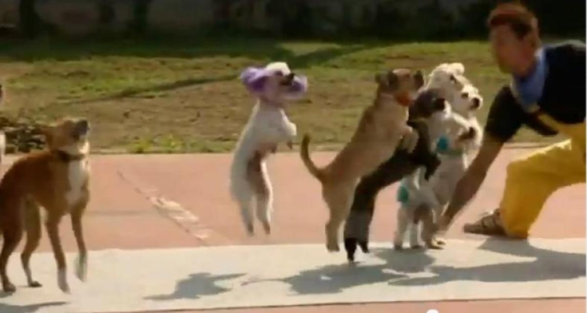 Πόσα σκυλιά πηδούν ταυτόχρονα σκοινάκι ; ΔΕΙΤΕ το παγκόσμιο ρεκόρ!