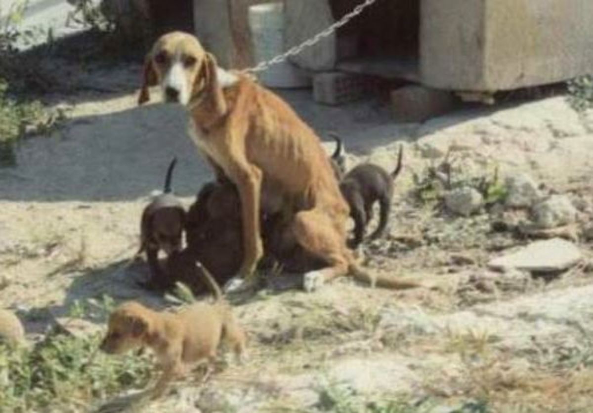 Ηράκλειο: Άφησαν σκυλίτσα να πεθάνει και εξαφάνισαν τα μικρά της