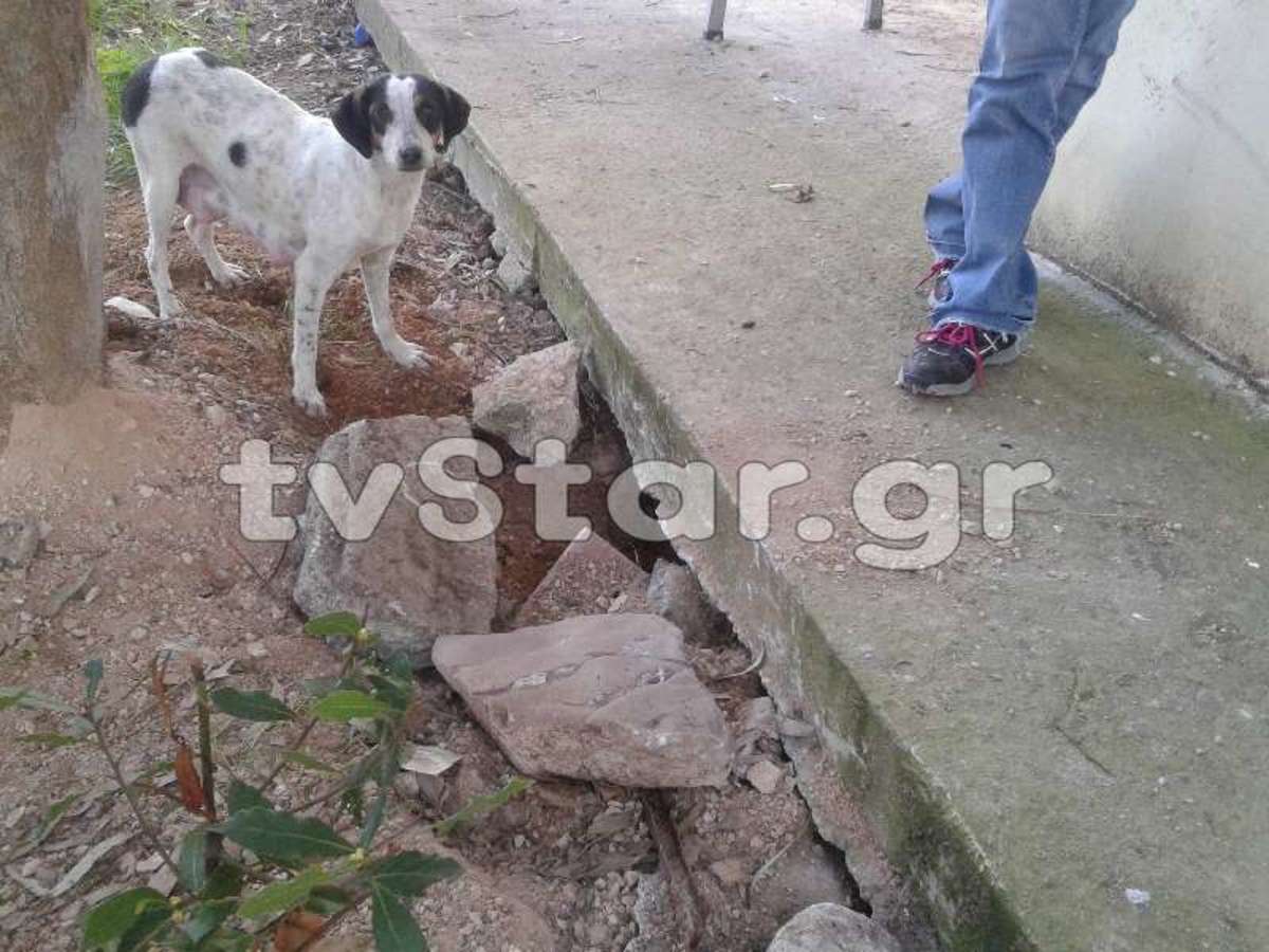 Συγκλονιστική προσπάθεια σκυλίτσας να σώσει τα κουτάβια της (ΦΩΤΟ & VIDEO)