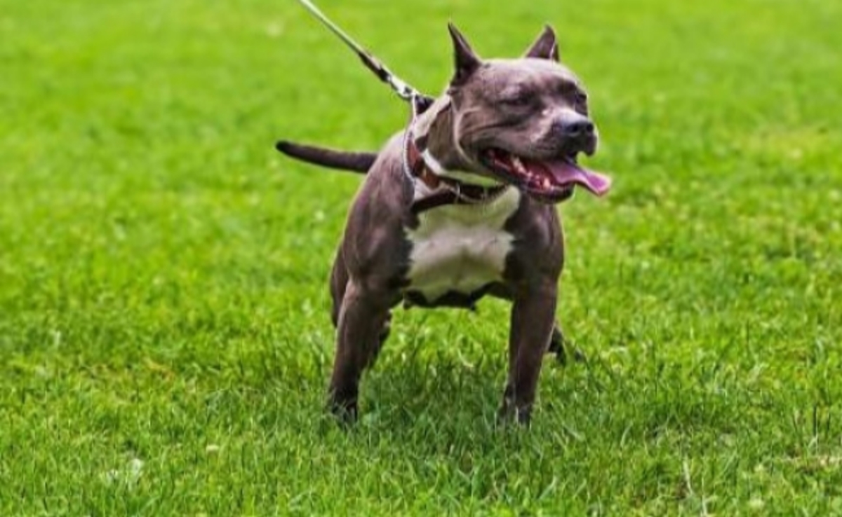 Απίστευτο περιστατικό: Σκύλος δάγκωσε και σκότωσε το αφεντικό του μπροστά στην κάμερα