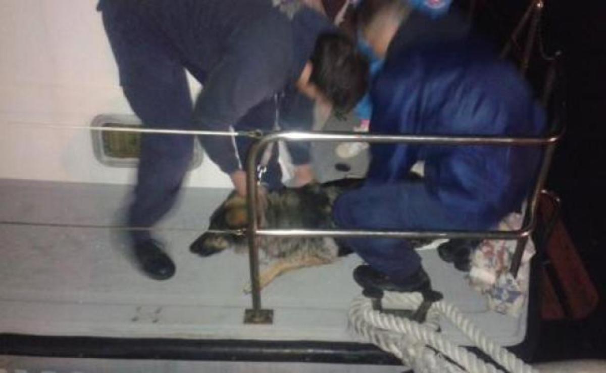 Ναύπλιο: Δραματική και περιπετειώδης επιχείρηση για τη διάσωση σκύλου! (ΦΩΤΟ)