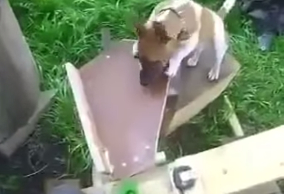 Απίστευτο βίντεο: Ο σκύλος που παίζει μόνος του “Πιάσε το μπαλάκι”!