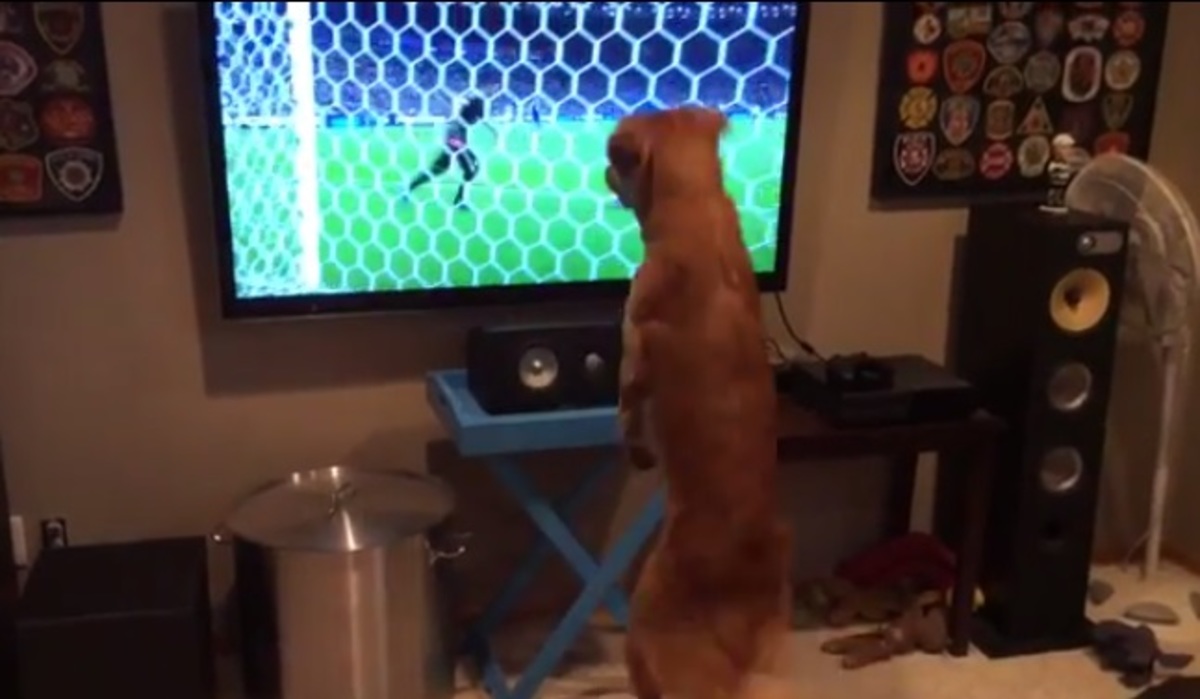 Ο σκύλος που λατρεύει την μπάλα!