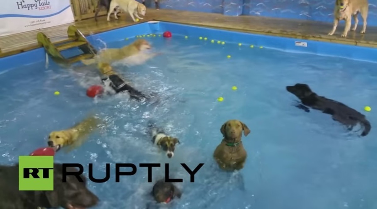 Σκύλος… σπασικλάκι μέσα στην πισίνα! Χαμός σε facebook και twitter (ΒΙΝΤΕΟ)
