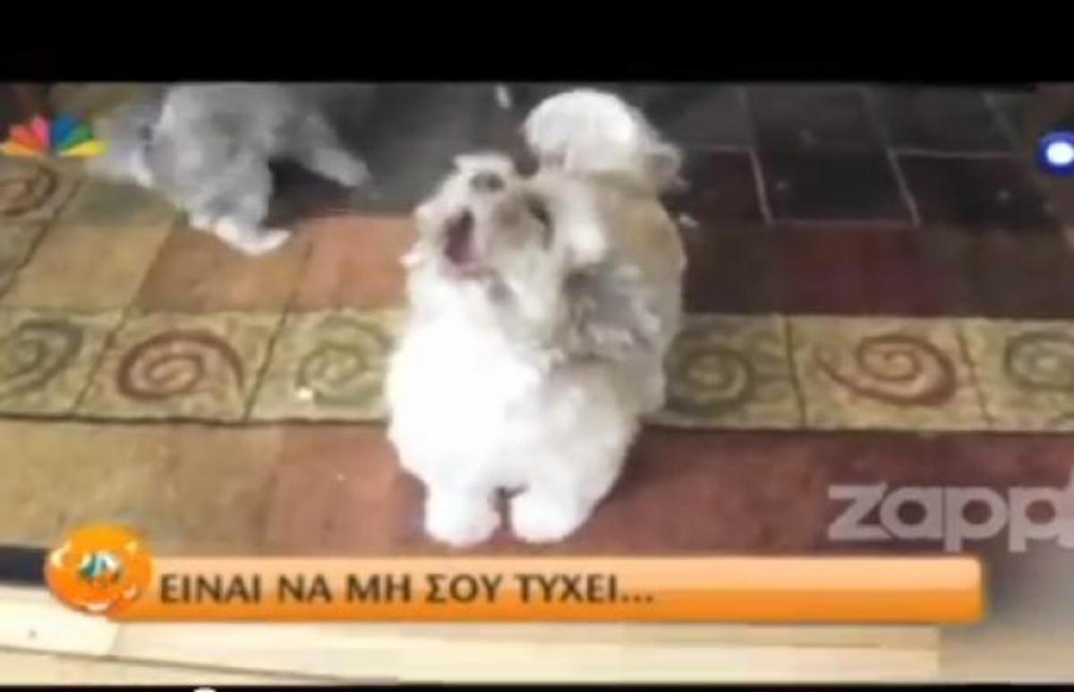 ΠΡΟΣΟΧΗ! Χαμηλώστε τον ήχο! Ο πιο σπαστικός σκύλος που έχετε ακούσει ποτέ!