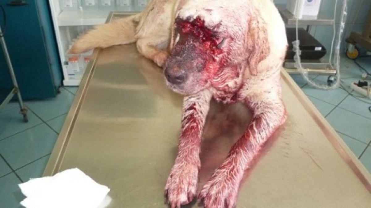 φωτό από cretalive.gr