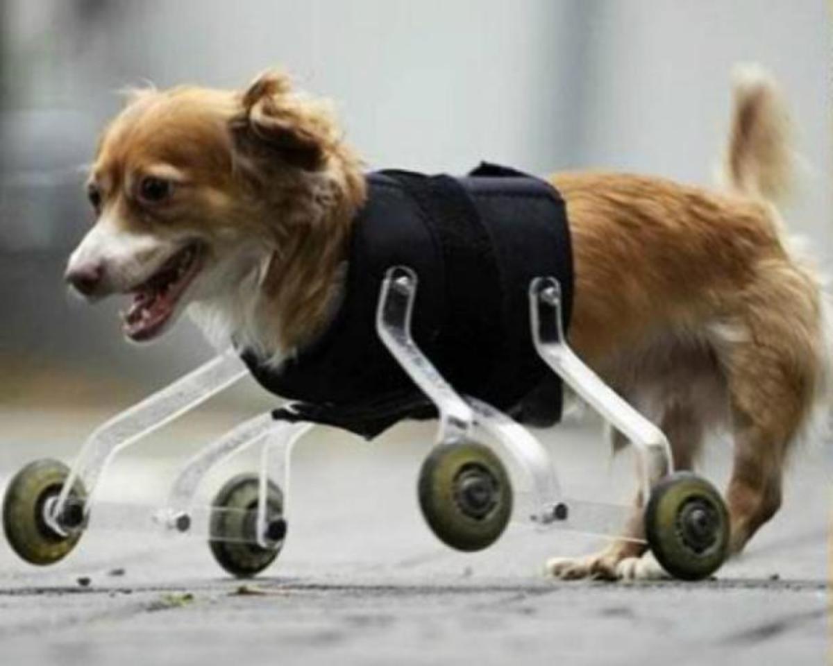 Ένας ανάπηρος σκύλος που συγκινεί στο Youtube