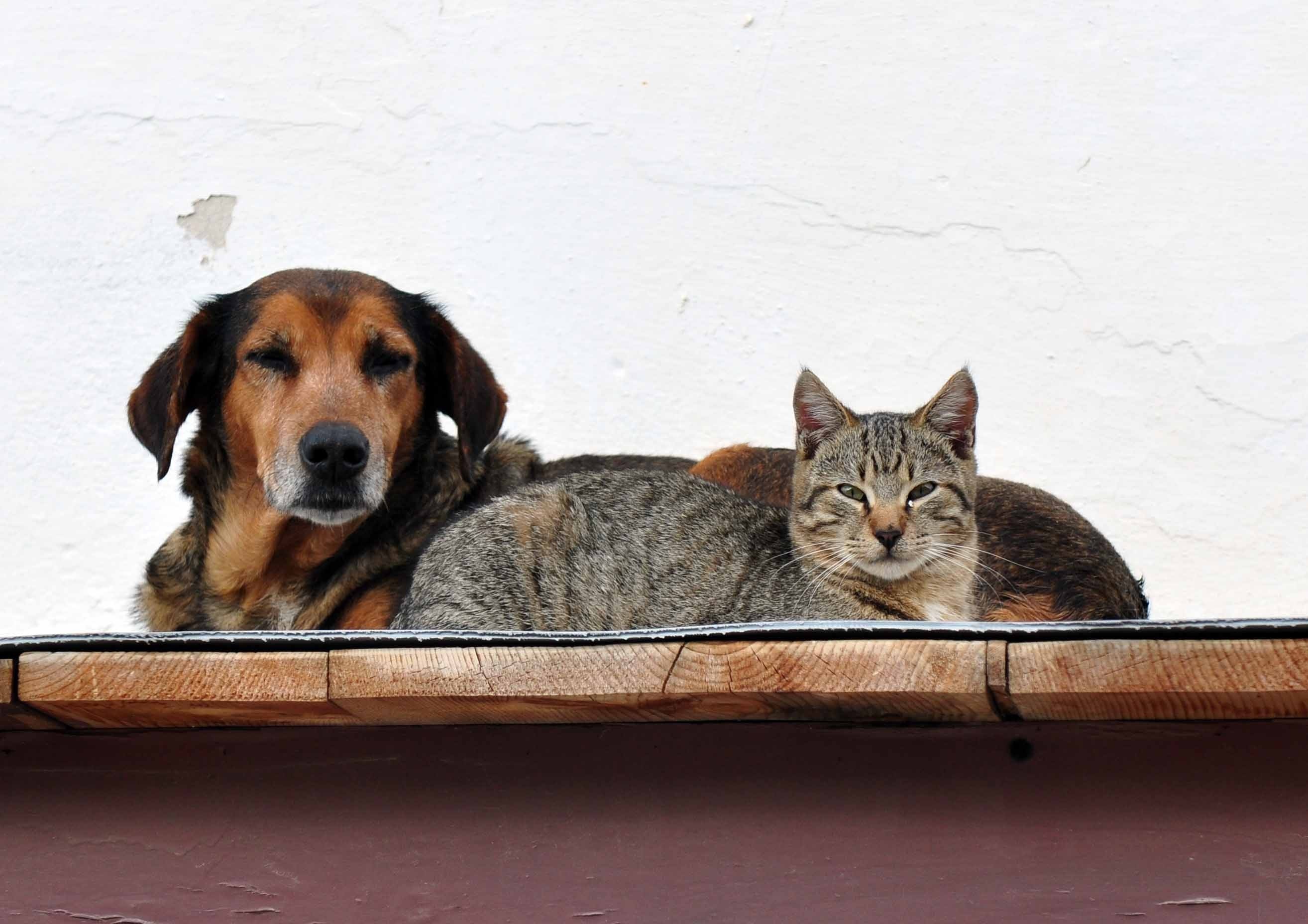 Eξοντώνουν σκυλιά και γάτες στην Κρήτη!