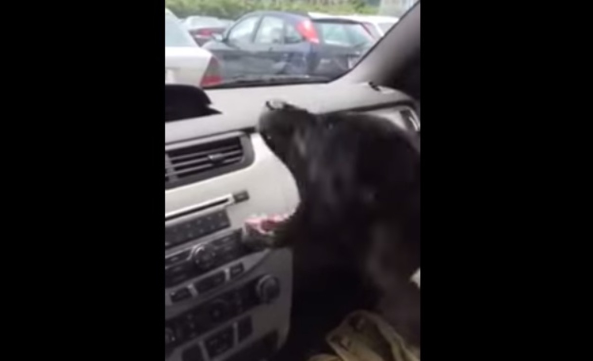 «Τρελάθηκε» το κουτάβι όταν άναψε το air condition!