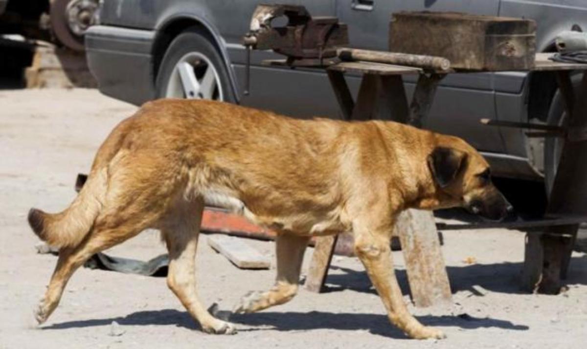 Απίστευτο: Αγοράκι δύο ετών επέζησε επειδή θήλαζε από έγκυο σκυλίτσα!