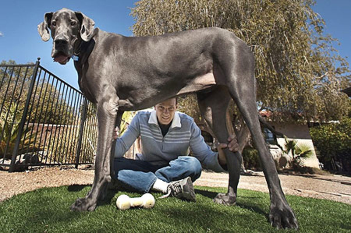 Giant George…ο μεγαλύτερος σκύλος του κόσμου!
