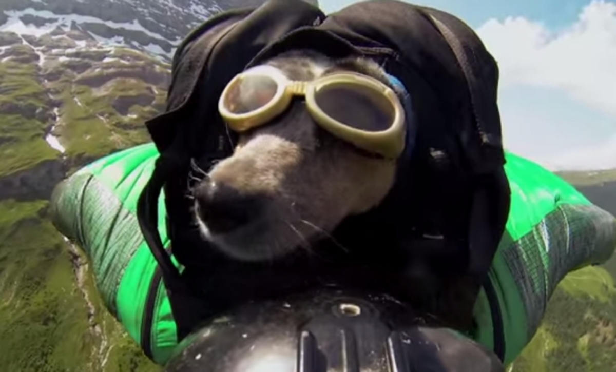 Απίστευτο βίντεο: Ο πρώτος σκύλος που έκανε base jumping!