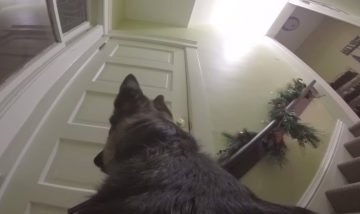 Απίστευτο βίντεο: Τι κάνει ένας σκύλος μόνος στο σπίτι!