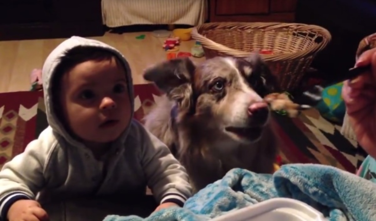 Το βίντεο που “γονάτισε” το facebook! Σκύλος λέει “μαμά”, πριν το μωρό!
