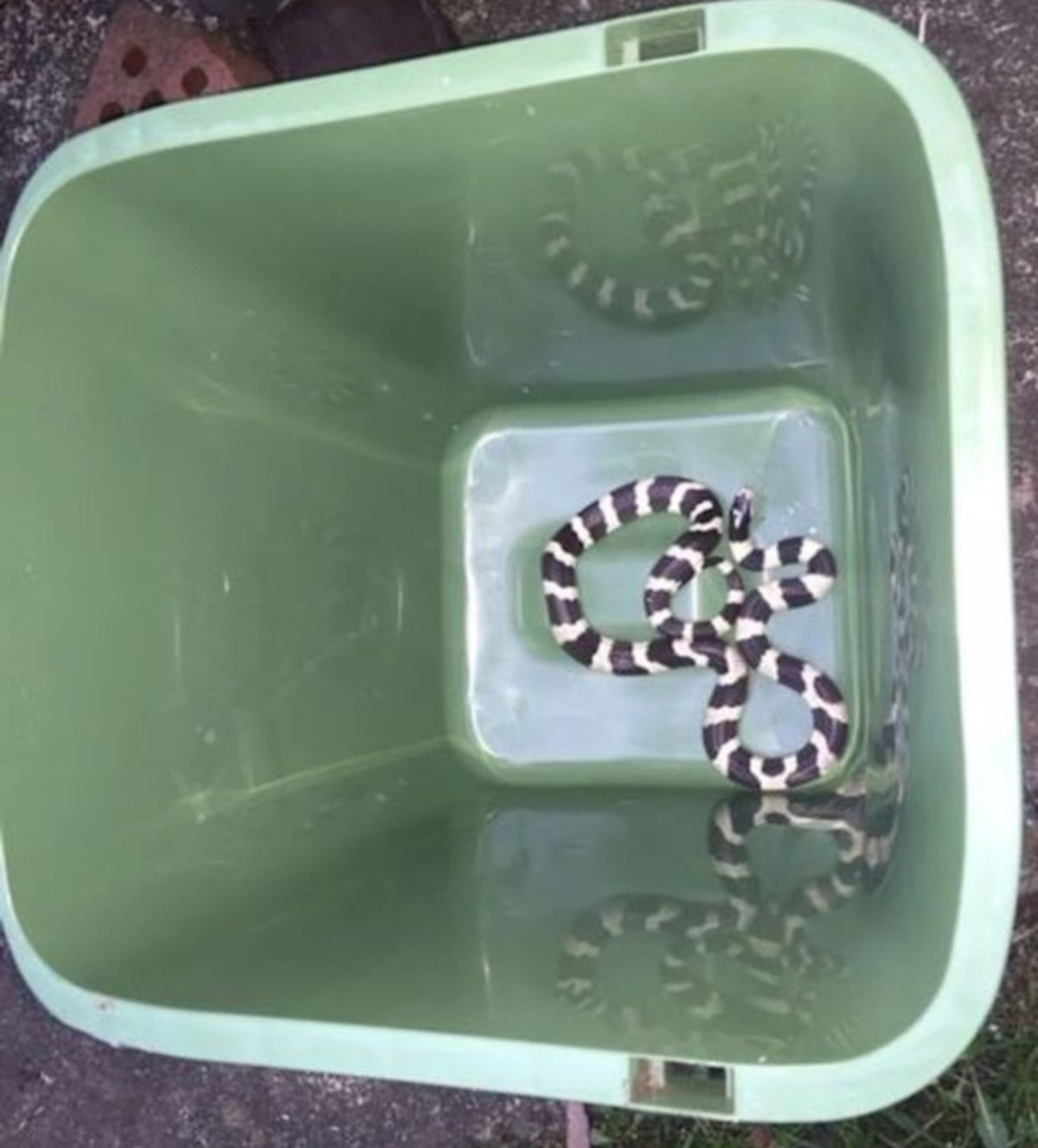 Απίστευτο! Ηλικιωμένος βρήκε στο φούρνο του σπιτιού του τεράστιο φίδι!