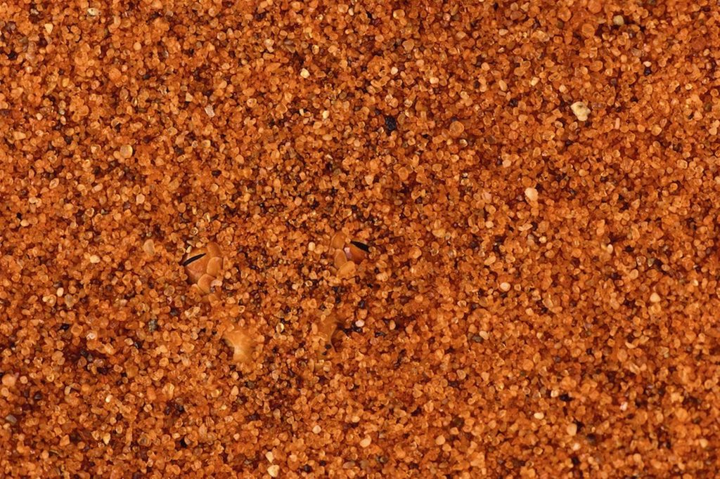 Που είναι το φίδι;