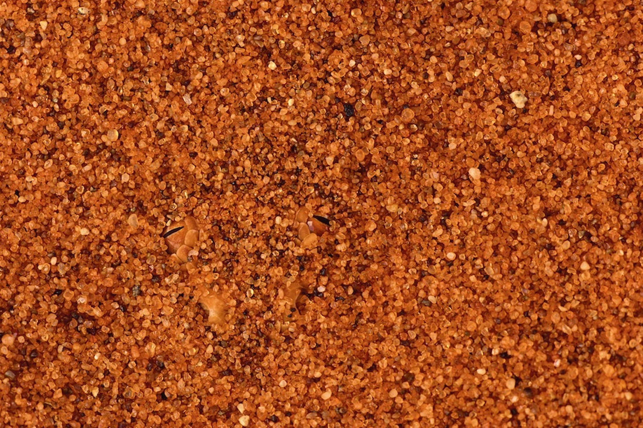 Που είναι το φίδι;