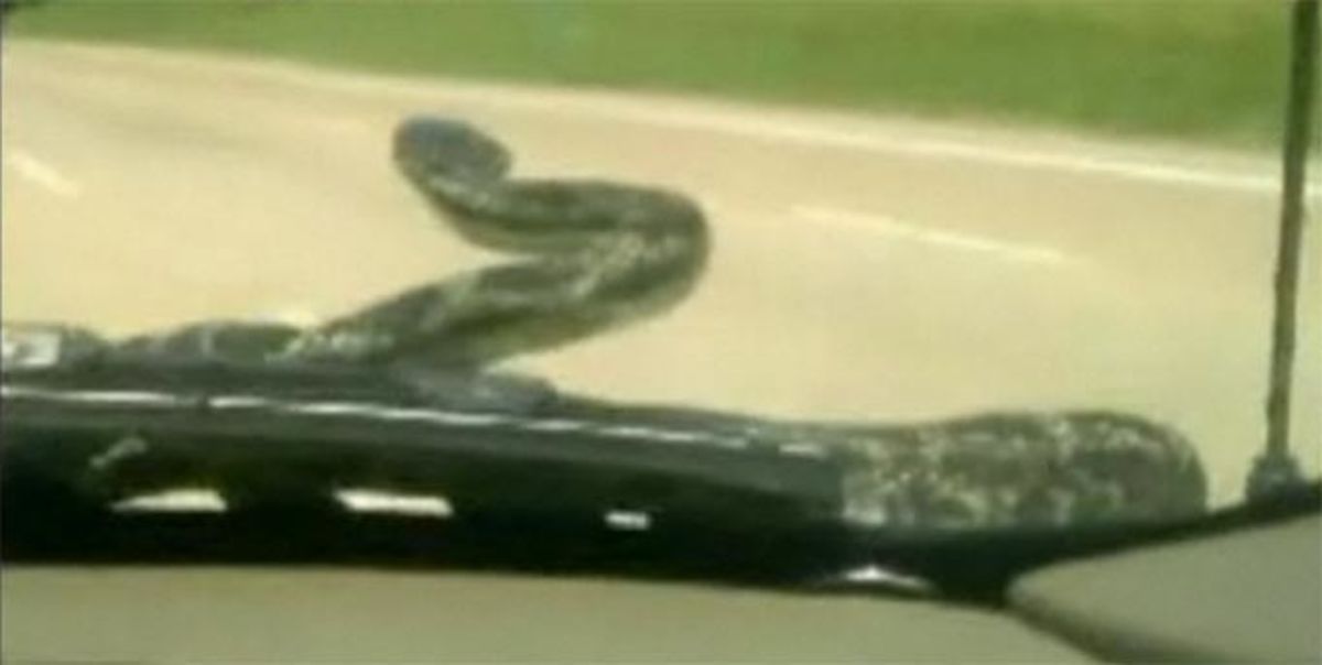 Το φίδι κρυβόταν στο αυτοκίνητο! Video
