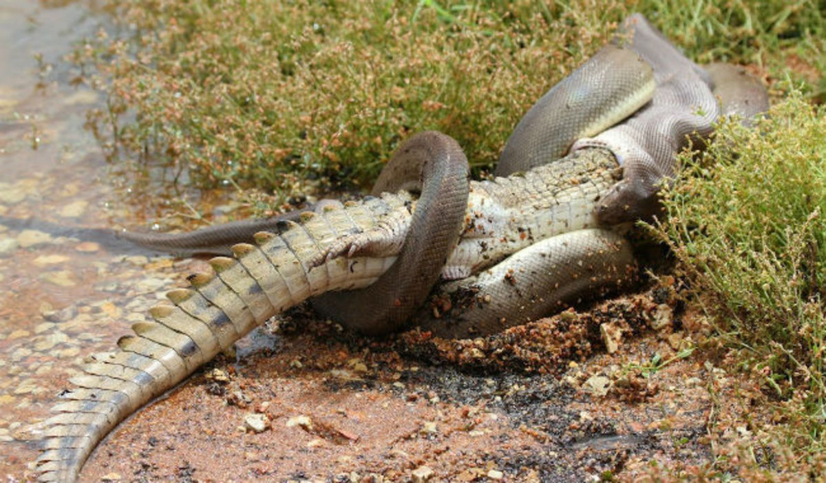Φίδι καταπίνει κροκόδειλο μετά από 5 ώρες μάχη! (ΒΙΝΤΕΟ)