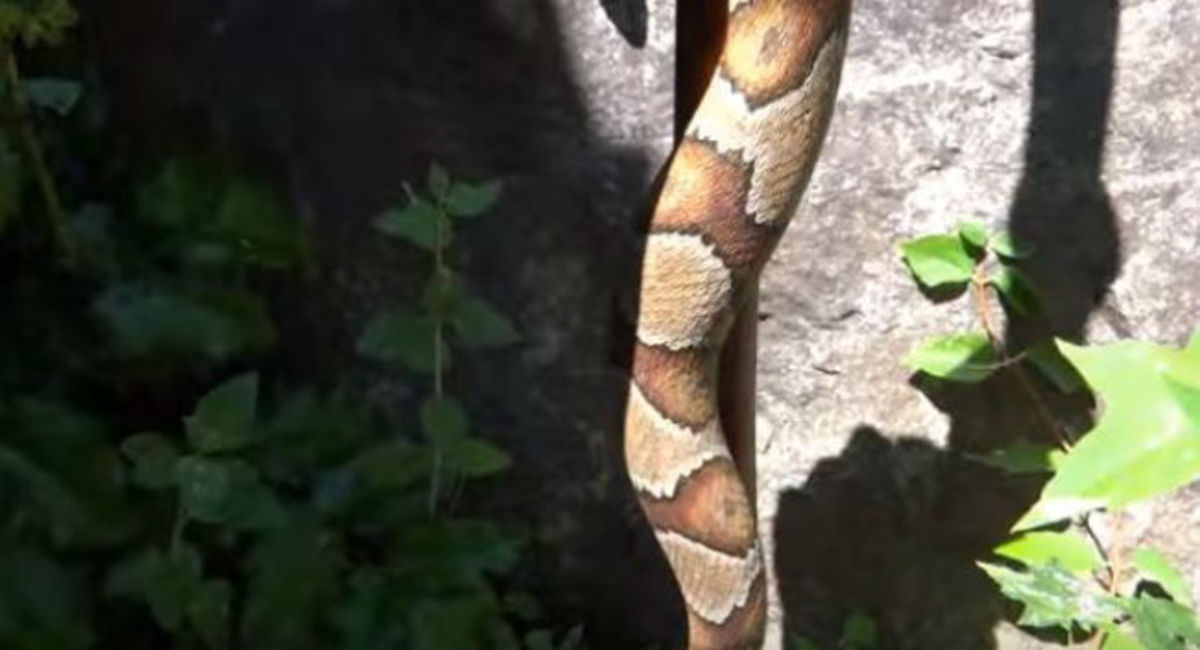 Νομίζεις ότι βλέπεις φίδι; Κοίτα πιο κοντά και σε 10 δευτερόλεπτα θα μείνεις άναυδος!