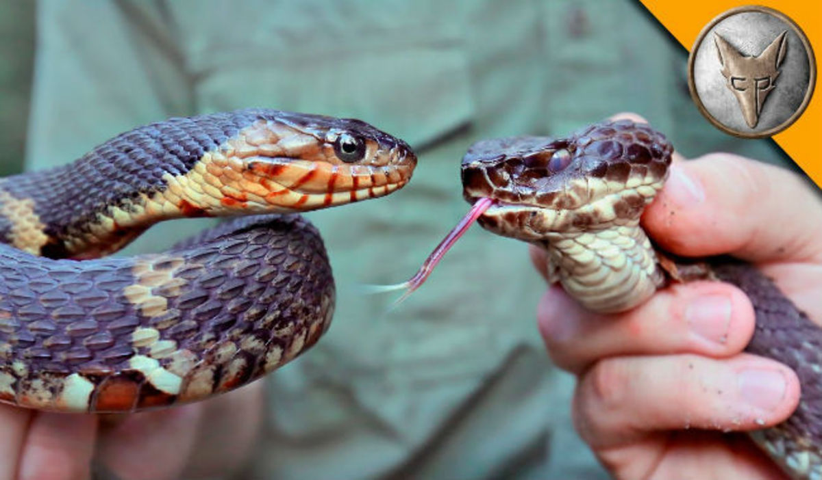 Δείτε τις βασικές διαφορές ανάμεσα σε ένα δηλητηριώδες φίδι και ένα μη δηλητηριώδες! (vid)