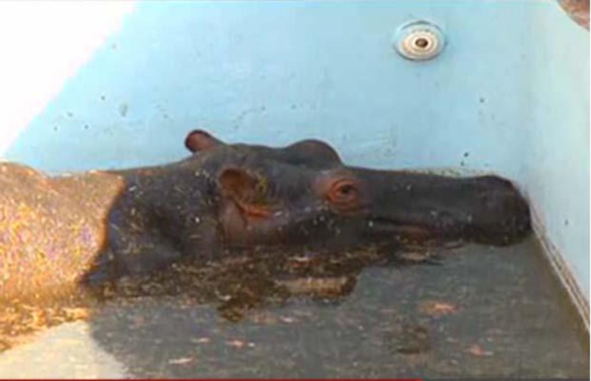 Το στρες σκότωσε ιπποπόταμο που είχε παγιδευτεί σε πισίνα (VIDEO)