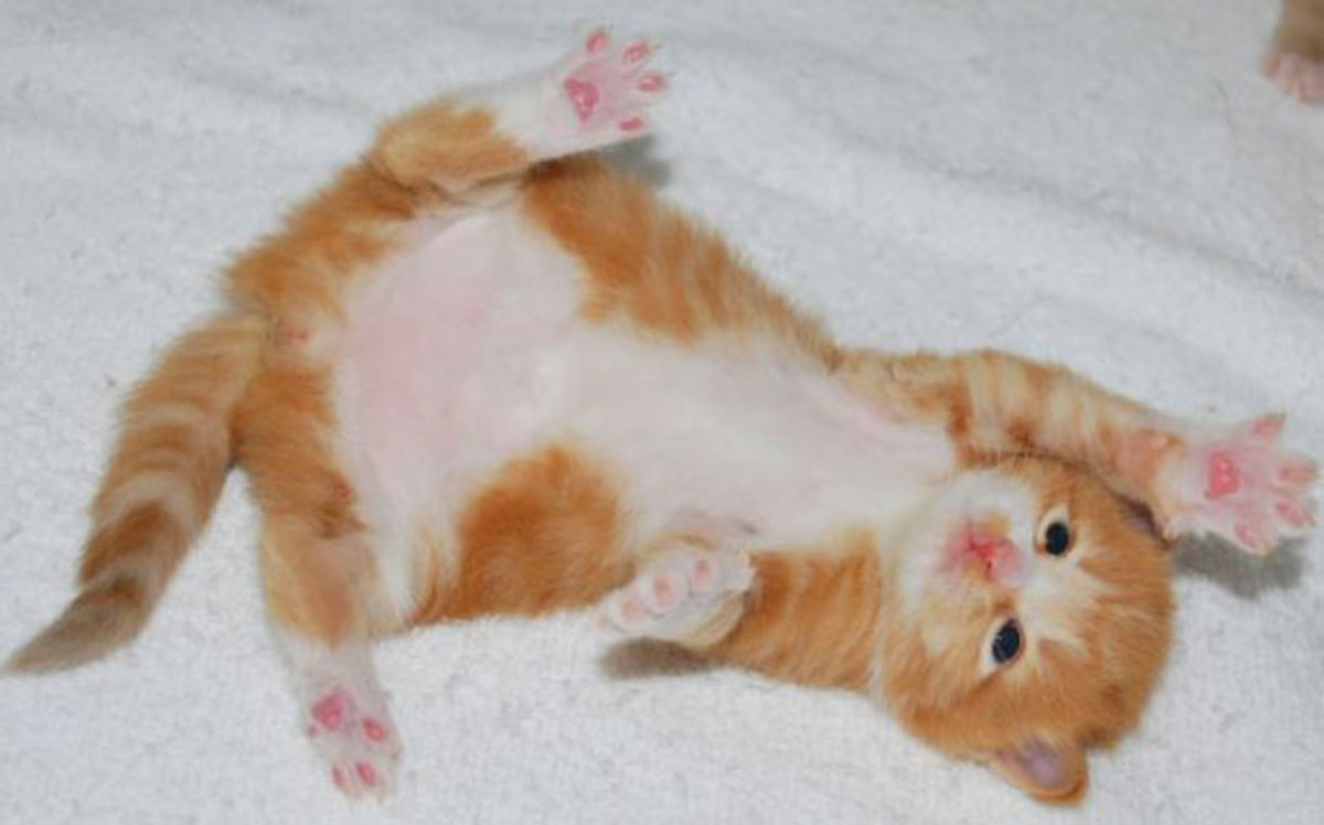 Τα πιο χαριτωμένα γατάκια ζωντανά στο ιντερνετ