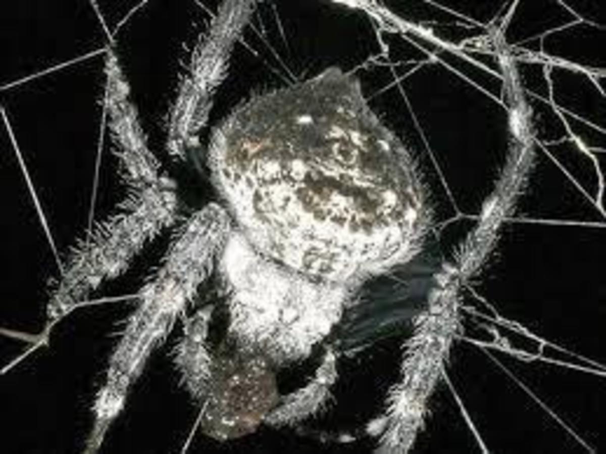 Αυτή είναι η αράχνη της Μαδαγασκάρης