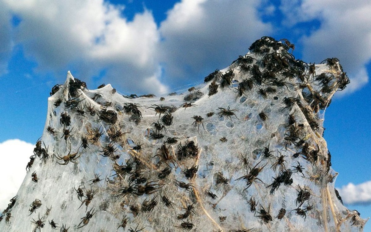 Αραχνοφοβία! “Έβρεξε” εκατομμύρια αράχνες σε μια περιοχή στην Αυστραλία! ΒΙΝΤΕΟ