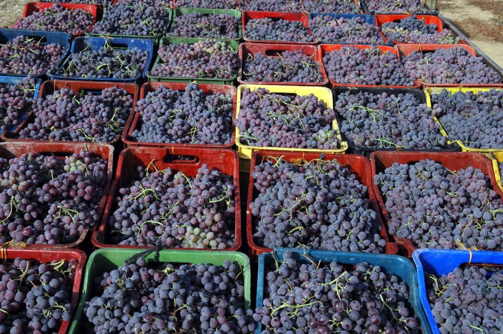 Πάτρα: Μετέφερε σταφύλια και… λαθρομετανάστες!